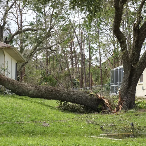 Tree Cabling & Bracing Services (2)